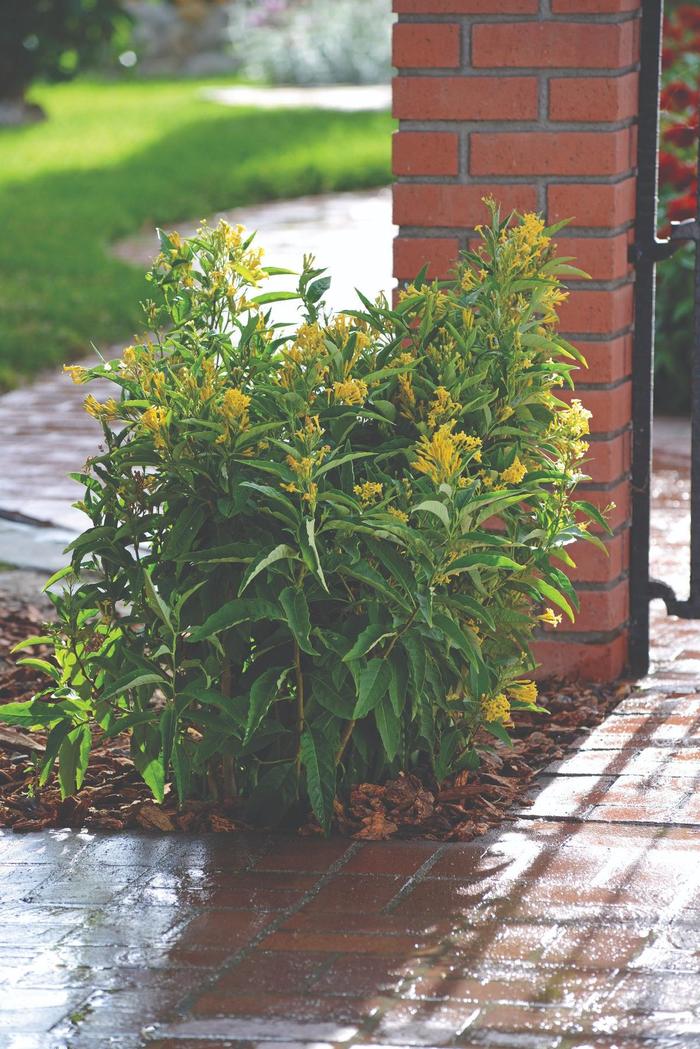 CESTRUM NOCTURNUM