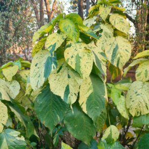 ACALYPHA WILKESIANA MIXTE