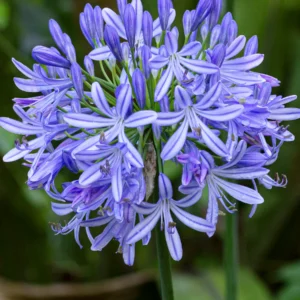 AGAPANTHUS UMBELLATUS