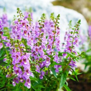 ANGELONIA