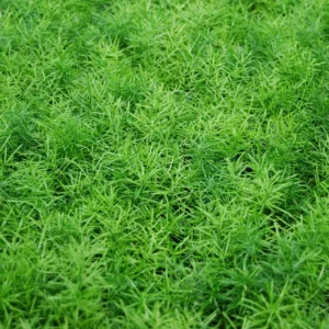 ASPARAGUS SPRENGERI (ASPERGE DE SPRENGER)