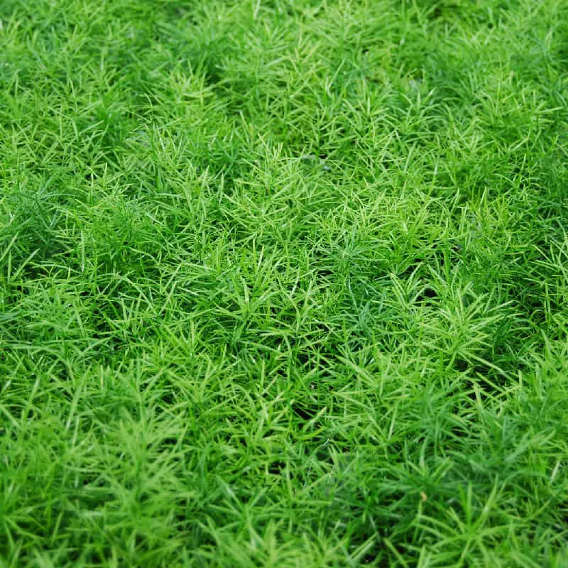 ASPARAGUS SPRENGERI (ASPERGE DE SPRENGER)