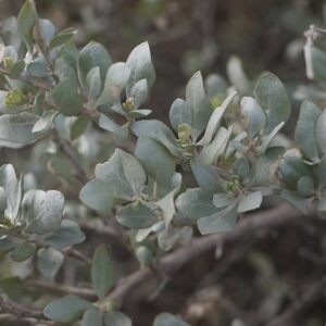 ATRIPLEX HALIMUS (ARROCHE HALIME)