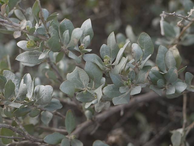 ATRIPLEX HALIMUS (ARROCHE HALIME)