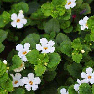 BACOPA