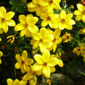 BIDENS