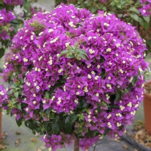 BOUGAINVILLEA GLABRA SANDERIANA (VIOLET) BOULE