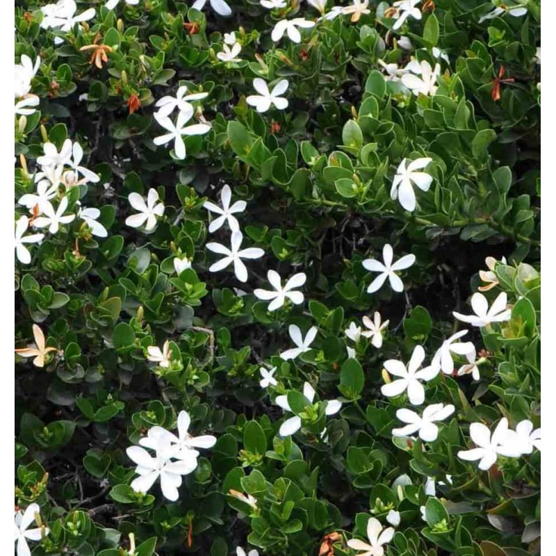 CARISSA GRANDIFLORA (PRUNIER DU NATAL CAP)