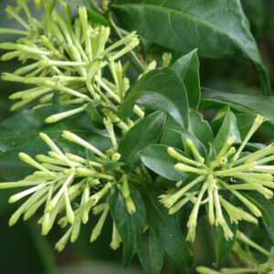 CESTRUM NOCTURNUM (GALANT JASMIN DE NUIT)