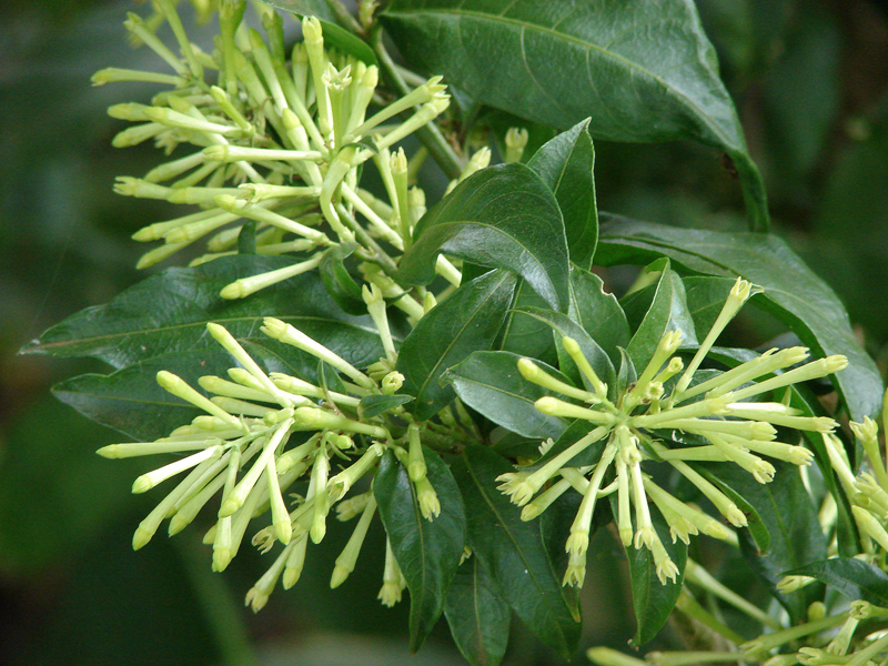 CESTRUM NOCTURNUM (GALANT JASMIN DE NUIT)
