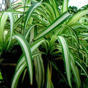 PHALANGIUM (CHLOROPHYTUM)