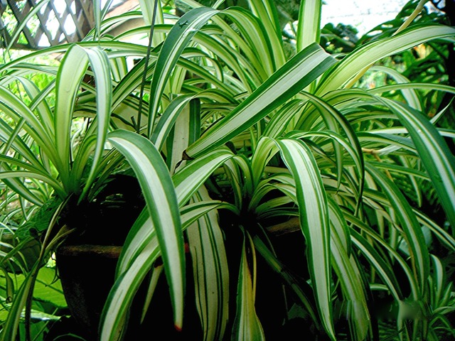 PHALANGIUM (CHLOROPHYTUM)