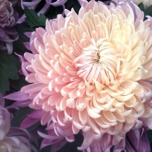 CHRYSANTHÈME