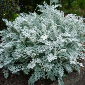 SENECIO MARITIMUS (CINERAIRE MARITIME)
