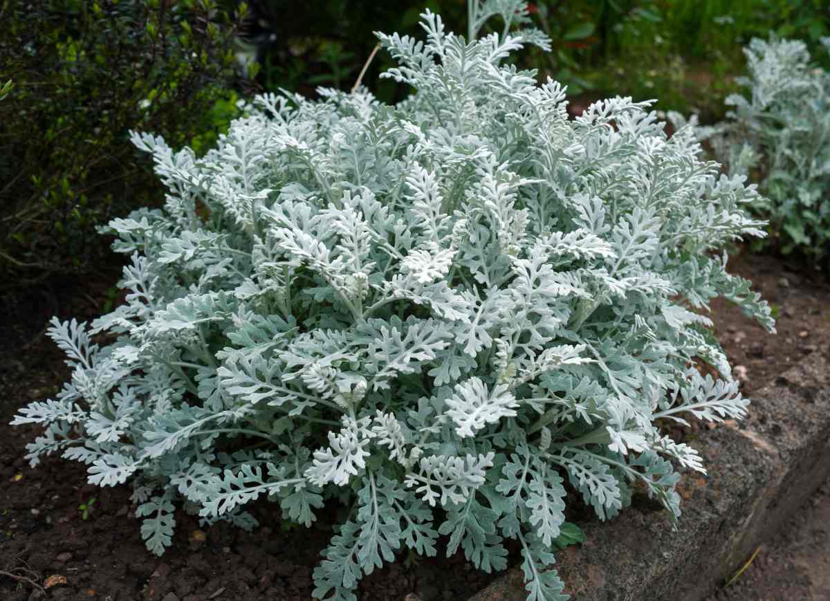 SENECIO MARITIMUS (CINERAIRE MARITIME)
