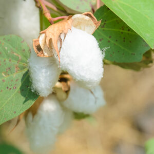 GOSSYPIUM (COTON)