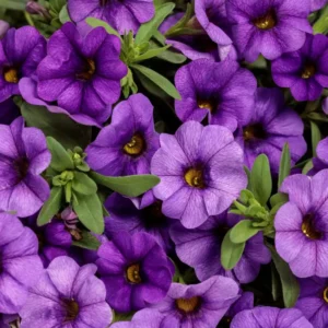CALIBRACHOA