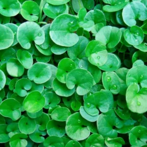DICHONDRA REPENS