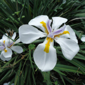 DIETES GRANDIFLORA