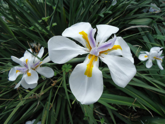 DIETES GRANDIFLORA