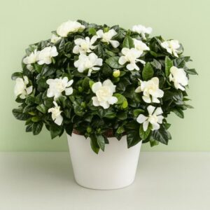 GARDENIA