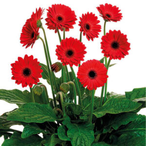 GERBERA