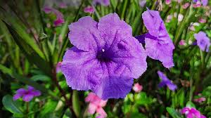 RUELLIA