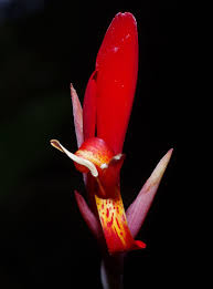 CANNA INDICA (TOLOMAN BALISIER ROUGE)