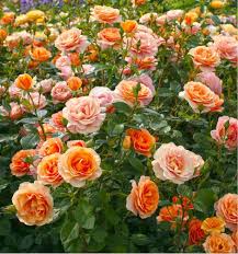 ROSIER BELDI