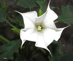 DATURA PARFUMS