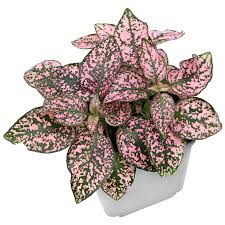 HYPOESTES