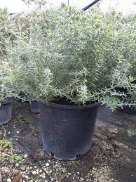 WESTRINGIA EREMICOLA BOULE