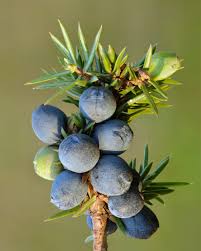 JUNIPERUS (GENEVRIER)