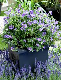 SOLANUM RANTONNETII BOULE
