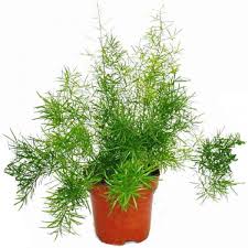 ASPARAGUS SPRENGI