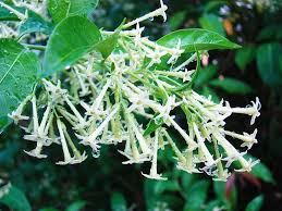 CESTRUM NOCTURNUM (GALANT JASMIN DE NUIT) TUTEUR
