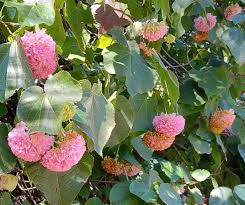 DOMBEYA CAYEUXII