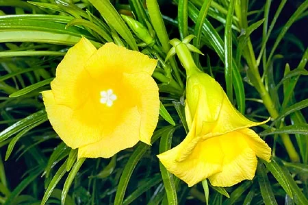 THEVETIA PERUVIANA