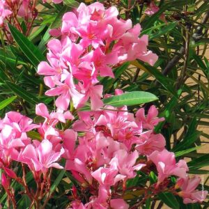 NERIUM OLEANDER (LAURIER ROSE)