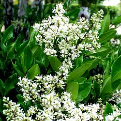 LIGUSTRUM TEXANUM
