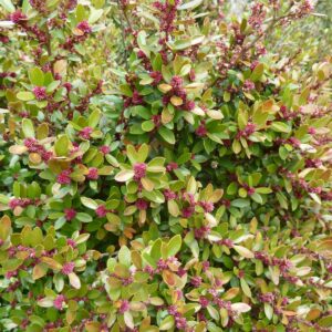 MYRCINE AFRICANA