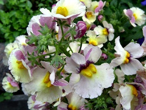 NEMESIA