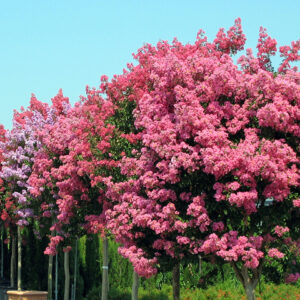 NERIUM OLEANDER BOULE SUR TIGE