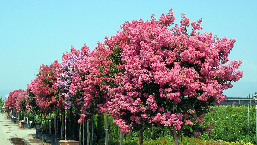 NERIUM OLEANDER BOULE SUR TIGE