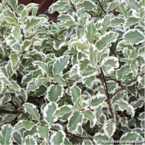 PITTOSPORUM PANACHÉ