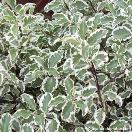 PITTOSPORUM PANACHÉ