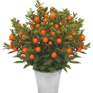 SOLANUM CAPSICASTRUM (POMMIER D AMOUR)
