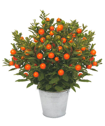 SOLANUM CAPSICASTRUM (POMMIER D AMOUR)