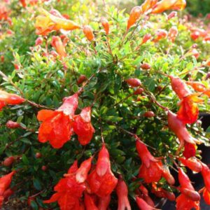 PUNICA GRANATUM (GRENADIER NAIN)