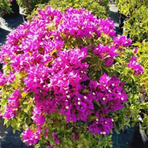 BOUGAINVILLEA GLABRA MULTIBOULE (VIOLET)